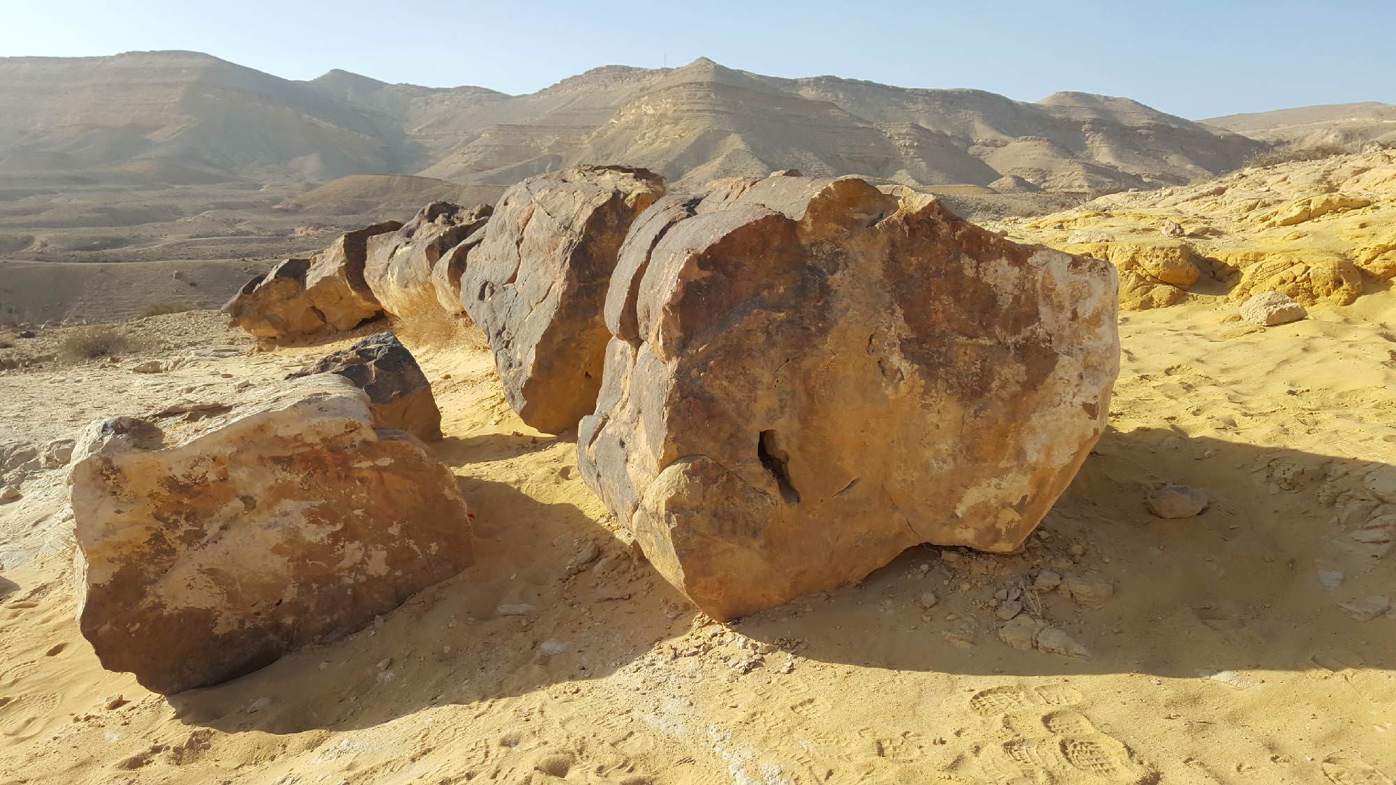 Fossiled tree - Chatira Crater